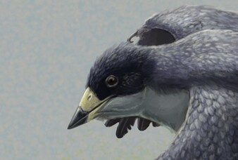 Reconstruction of the early fossil beaked bird Confuciusornis. The beak of Confuciusornis was previously studied by this team (see note 1) and found to have strength similar to birds eating plants or insects. Image credit: Gabriel Ugueto.